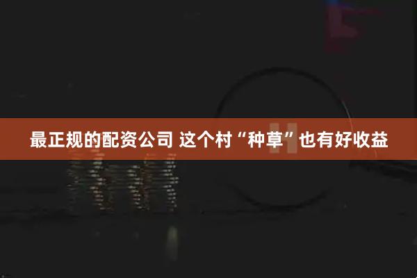 最正规的配资公司 这个村“种草”也有好收益
